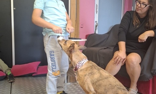 dogoterapia